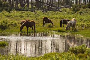 Chincoteague Ponies